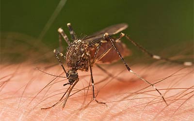 Read more about the article Сузбијање ларви комараца од петка до недеље