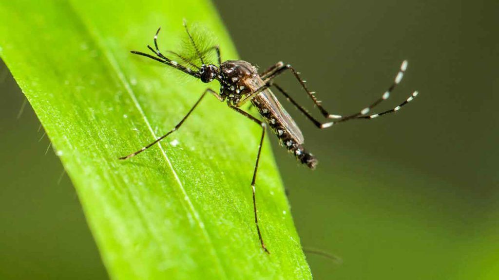 Read more about the article У понедељак и уторак акција сузбијања ларви комараца