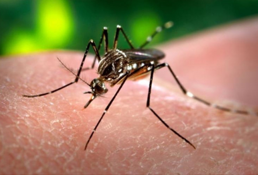 Read more about the article У суботу и недељу трећи третман сузбијања ларви комараца у нашој општини