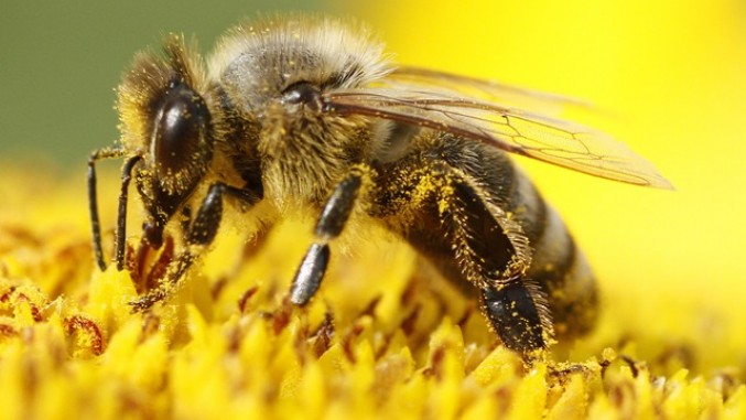 Read more about the article Позив заинтересованим да се пријаве за  „Едукацију младих пчелара о методама  добре пчеларске праксе“