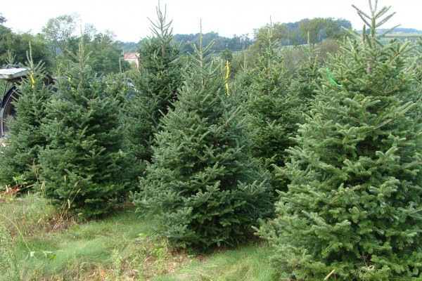 Read more about the article У току је акција „Купите новогодишњу јелку са бусеном, не сеците дрвеће“.