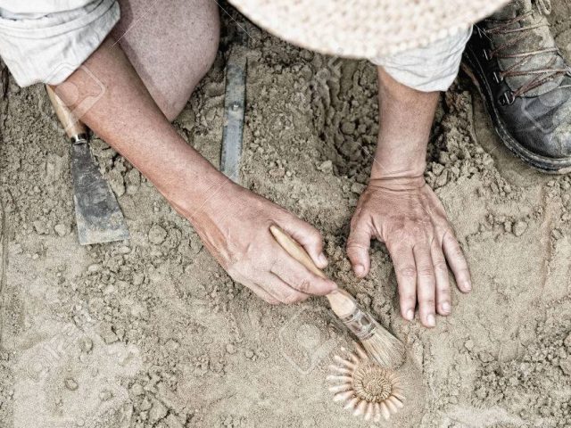 56307102-paleontologist-working-in-the-field-recovering-ancient-ammonite-fossil-Stock-Photo