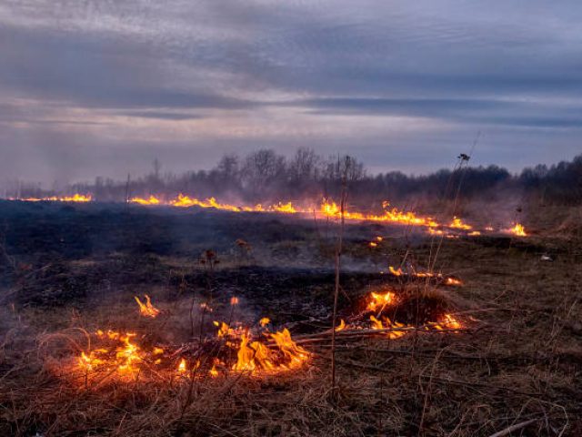 In the spring in the evening, dry grass burns on the field near the road. Grassroots natural fire.