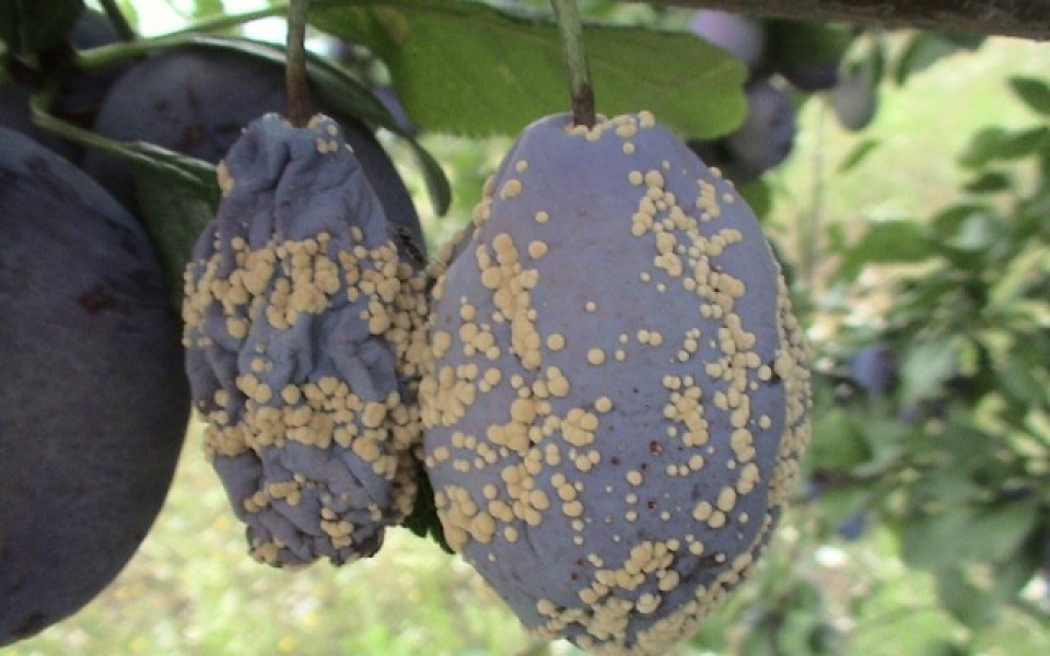 9. Mrka trulež plodova šljive (Monilinia laxa)