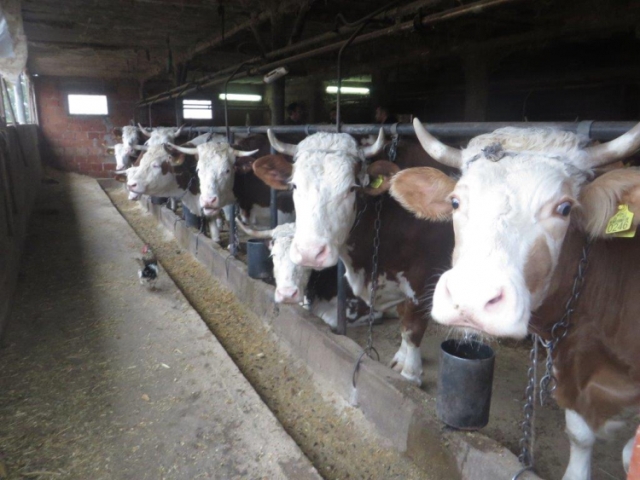 Read more about the article 114 пољопривредних произвођача користиће регрес за вештачко осемењивање крава