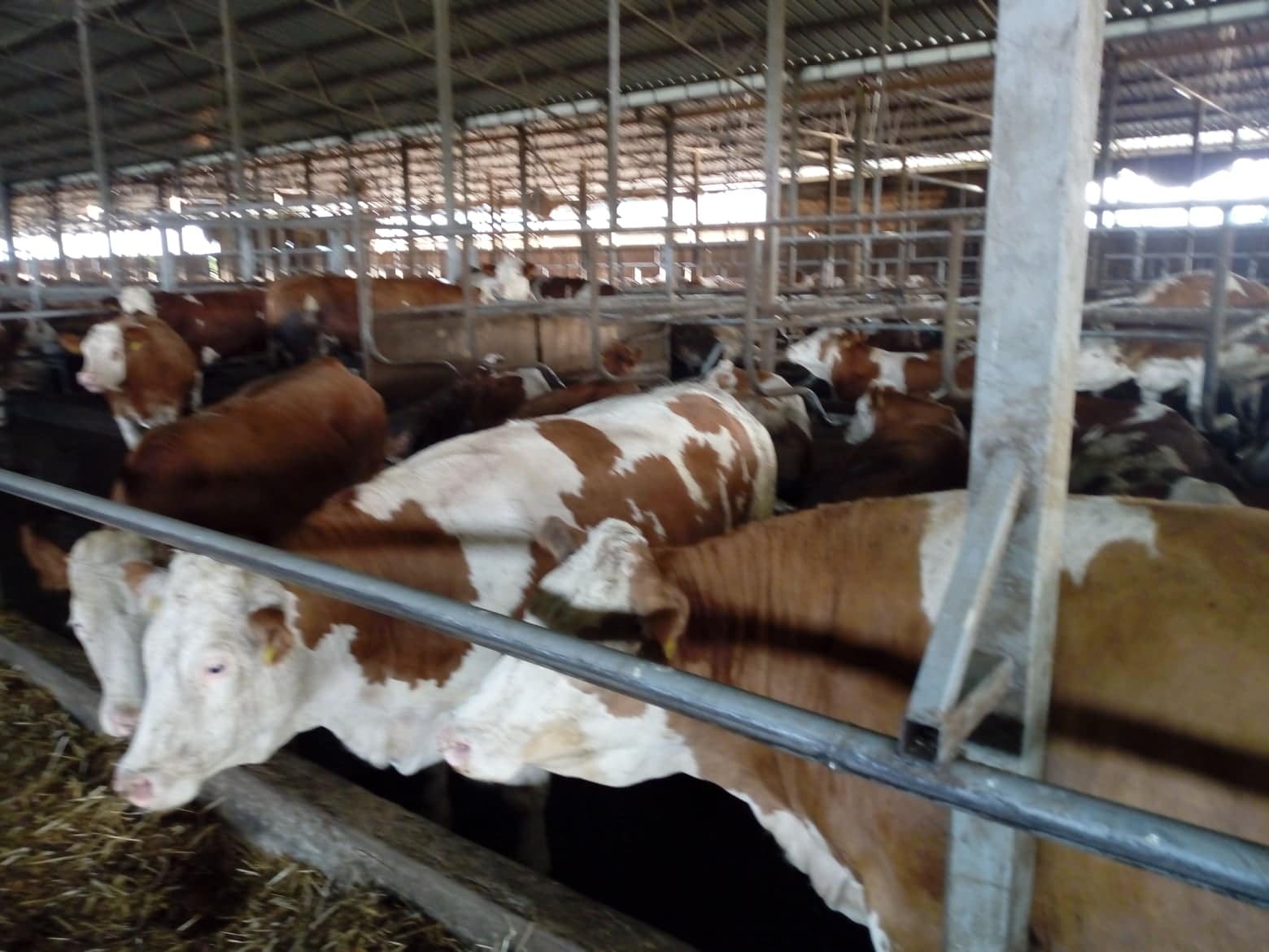 Read more about the article Подстицаји сточарима : за товне краве по 45.000,00 за млечне 25.000,00 динара