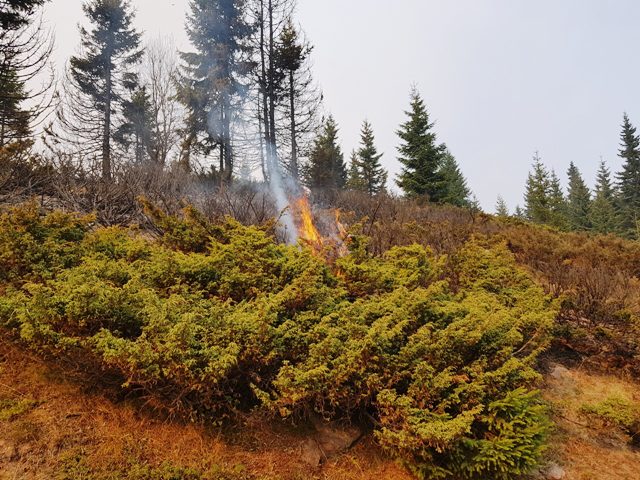 Read more about the article Шумско газдинство „Северни Кучај“ апелује : заштитимо наше шуме од пожара!