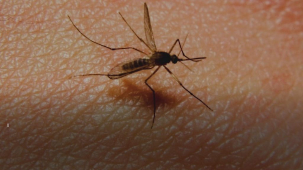 Read more about the article У суботу и недељу акција сузбијања ларви комараца