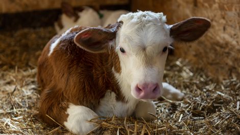 Расписан јавни позив за субвенције за краве за узгој телади