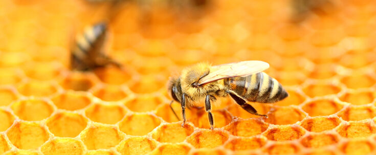 Read more about the article Расписан Јавни позив за субвенције у сточарству по кошници пчела за 2023. годину