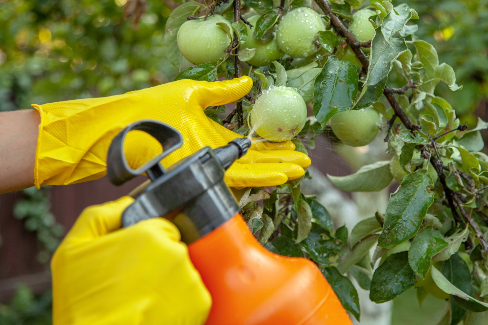 Gardener,Applying,Insecticidal,Fertilizer,For,Fruit,Apples,And,Protects,Against