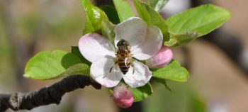 Пчелари до 30. априла имају рок да пријаве број кошница ветеринарској станици