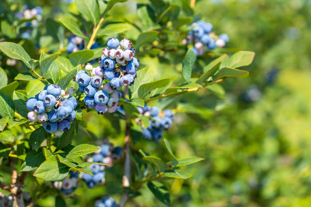 Organic blueberry cultivation, Healthy and tasty fruit, Not chemically sprayed. Healthy food